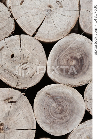 cross section images of the tree 14817630