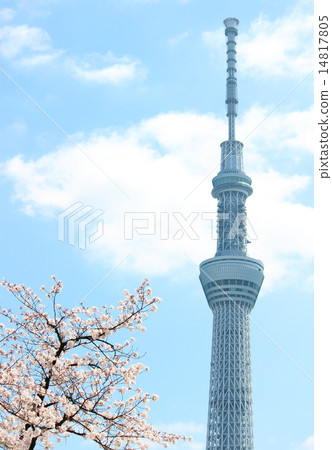 櫻花和天空樹 櫻花和天空樹 14817805