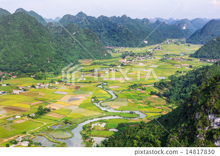 rice field in valley Bac Son, Vietnam rice field in valley Bac Son, Vietnam 14817830
