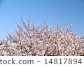 Cherry Blossoms Cherry Blossoms 14817894