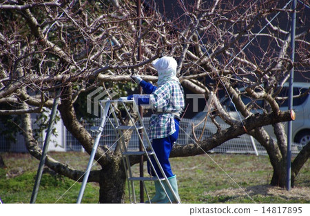 Peach cultivation peach picking work Peach cultivation peach picking work 14817895