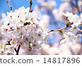 Cherry Blossoms Cherry Blossoms 14817896