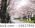 Cherry Blossoms Cherry Blossoms 14817898