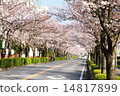 Cherry Blossoms Cherry Blossoms 14817899