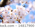 Cherry Blossoms Cherry Blossoms 14817900