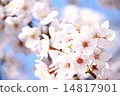 Cherry Blossoms Cherry Blossoms 14817901