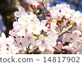Cherry Blossoms Cherry Blossoms 14817902