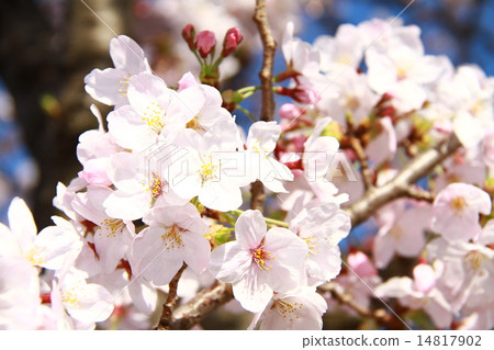 Cherry Blossoms	 14817902