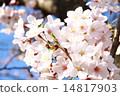 Cherry Blossoms Cherry Blossoms 14817903
