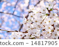 Cherry Blossoms Cherry Blossoms 14817905