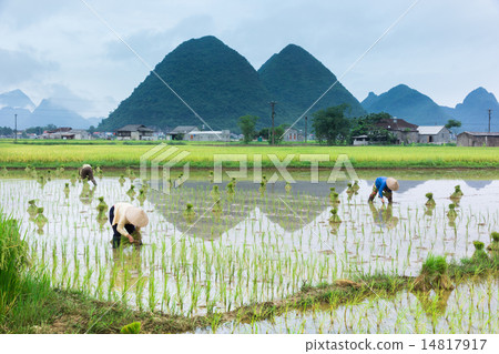 Vietnam Farmer growth rice on the field 14817917