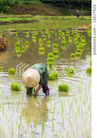 Vietnam Farmer growth rice on the field Vietnam Farmer growth rice on the field 14817928