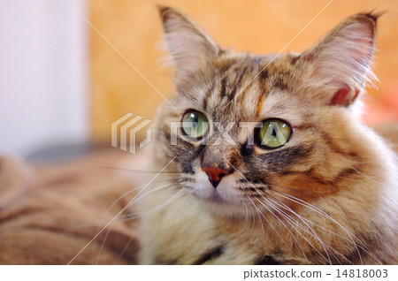 A cute top-hat cat A cute top-hat cat 14818003