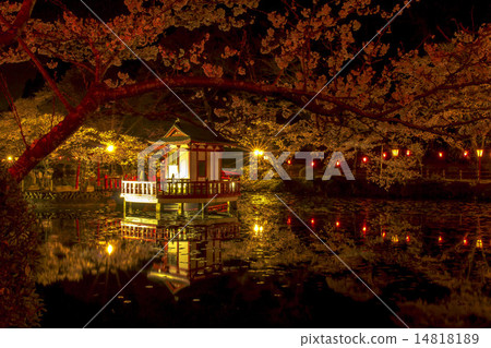 It is Mobara Park in Mobara City. I went to say that cherry blossoms are beautiful at night. 14818189