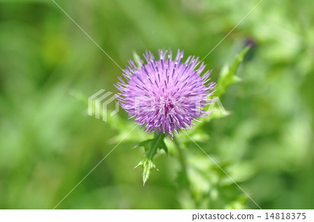 薊花 14818375