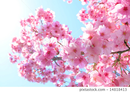 櫻花和藍天 14818413