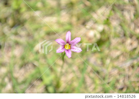 面對乳頭 14818526