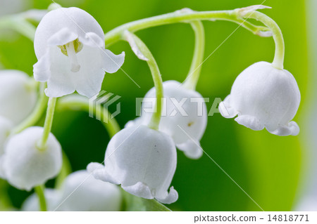 lily-of-the-valley  macro flower 14818771