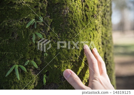 Moss growing tree 14819125