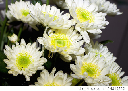 white chrysanthemum 14819522