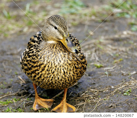 cute mallard 14820067