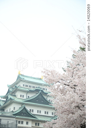 名古屋城堡和櫻花 14820069
