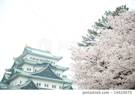 名古屋城堡和櫻花 14820070