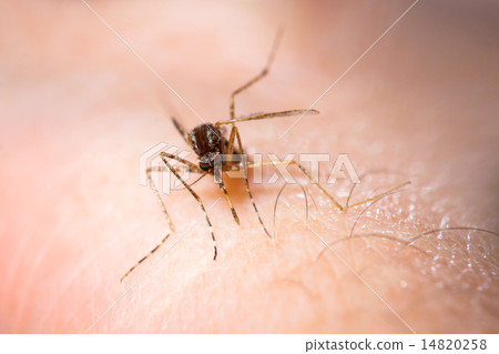 Close-up of a mosquito. Shallow DOF. Focus on eye Close-up of a mosquito. Shallow DOF. Focus on eye 14820258