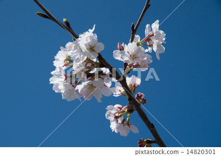 Sakura (Yoshino cherry tree) branch 1 Sakura (Yoshino cherry tree) branch 1 14820301