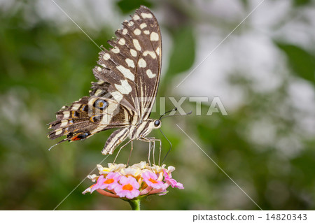 Butterfly Butterfly 14820343