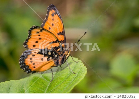 Butterfly 14820352