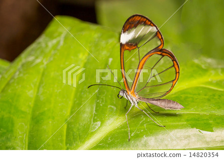 Butterfly Butterfly 14820354