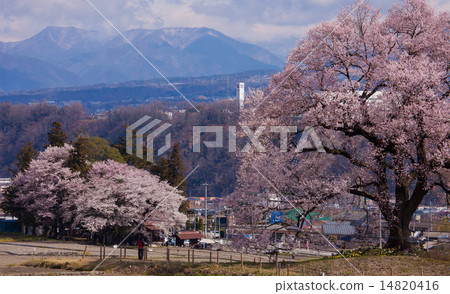 Cherry blossoms at the Mizuka and the cityscape 14820416