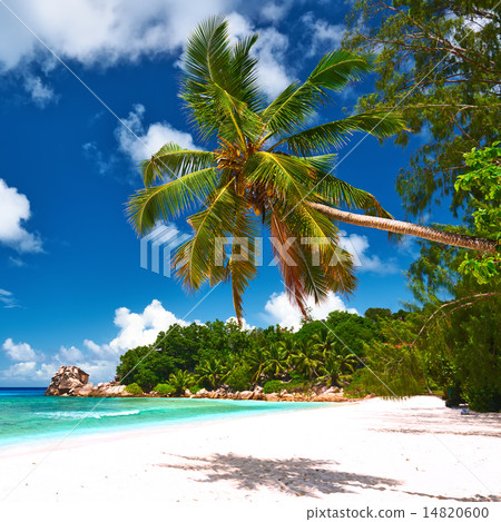 Beautiful beach with palm tree at Seychelles 14820600