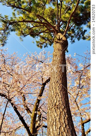 開花與杉木和Souten秀麗的吉野櫻桃樹 14820783