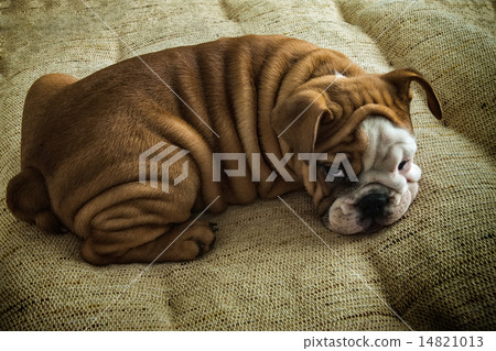 Lying puppy Lying puppy 14821013
