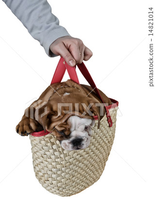 Bulldog puppy in a basket Bulldog puppy in a basket 14821014