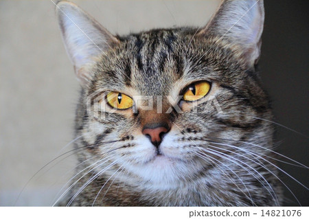 Cat's portrait with yellow eyes Cat's portrait with yellow eyes 14821076
