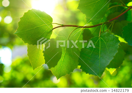 Maple leafes in Summer Sun Maple leafes in Summer Sun 14822179