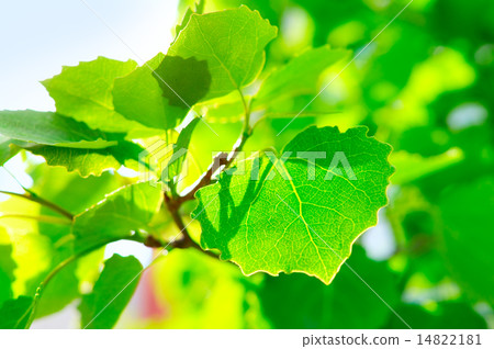 Maple leafes in Summer Sun 14822181