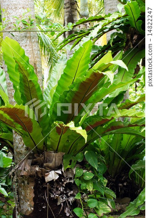 Otaniwatari 14822247