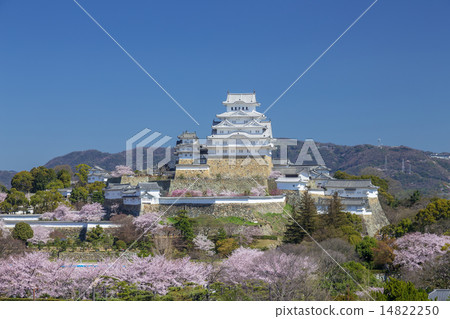 春天的姬路城 14822250