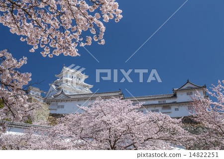 春天的姬路城 14822251