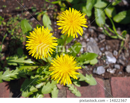 三個蒲公英 14822367