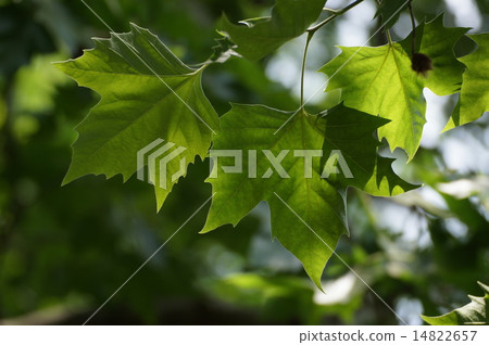 Suzuki kenoki 14822657