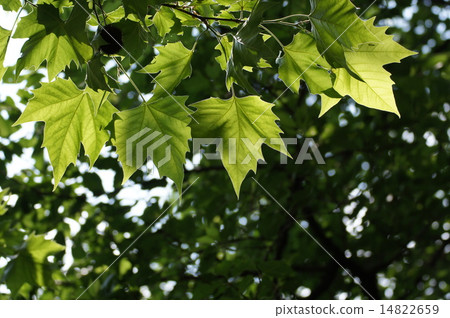 Suzuki kenoki 14822659