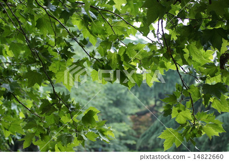 Suzuki kenoki Suzuki kenoki 14822660