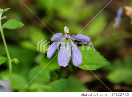 中提琴 中提琴 14822790