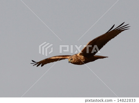 一隻烏鴉 一隻烏鴉 14822833