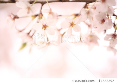Cherry Blossoms	 14822892